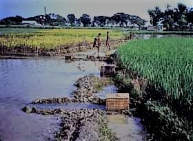 Fish Trap